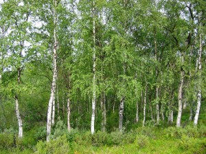 березовый лес на Кубани он высокогорный