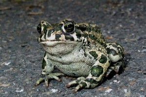 жаба зеленая, почти как серая