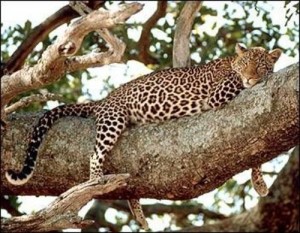 кавказский леопард, исчезающий вид