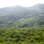 лес Кубани располагается в основном в горах