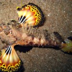 черноморский морской петух, веероносец