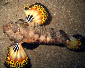 черноморский морской петух, веероносец