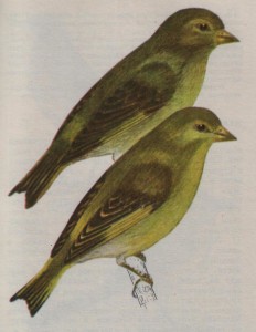 Птица зеленушка