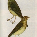 Птица лесной конек и птица полевой конек
