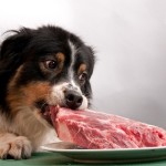 мясными продуктами кормить собаку